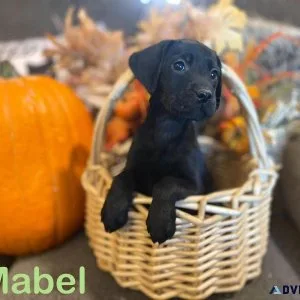 AKC Labradors