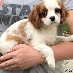 Inquire Cavalier King Charles puppies