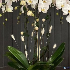 Vancouver s Premier Floral Contractors