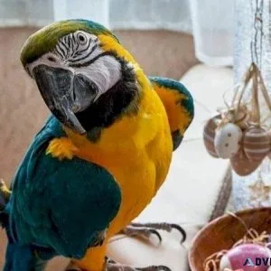 NHS Blue and Gold Macaws available