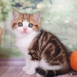 adorable scottish fold  kittens (804) 800-8862