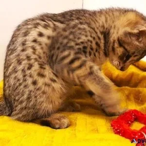 F2 Male and Female Savannah kittens TICA reg.