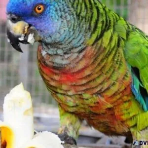 Saint Lucia Amazon Parrot