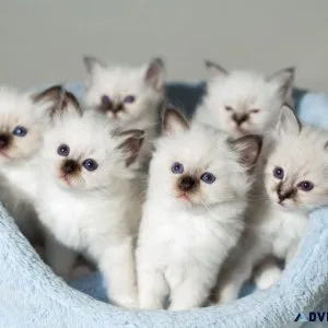 Birman Kittens For Sale  Birman cats Cattery