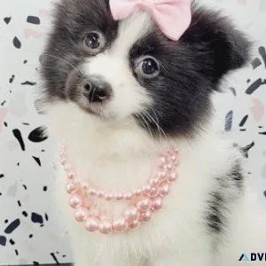 loveing Pomeranian Puppies for sale