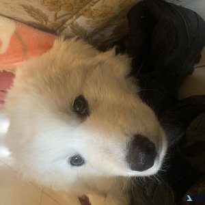 Maremma puppy
