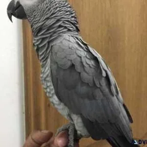 CUTE African grey parrots