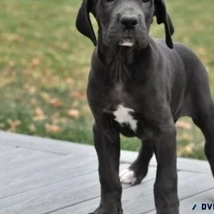 AKC Great Dane puppies girls and boys available now.