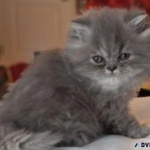 Purrrfect Persian kittens