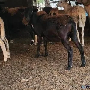 GOATS AND SHEEP FOR SALE