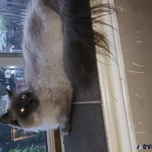 Male fixed male rag doll a year  and halfhalf
