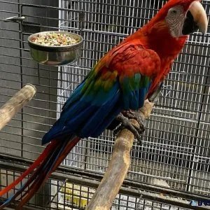 African greys and Macaws barbies