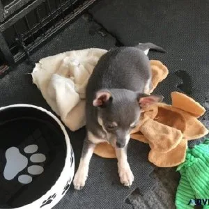 Chihuahua puppies ( beautiful and adorable )