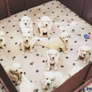 Amazing litter of 10 healthy Golden Retriever Puppies for Sale