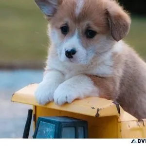 Lovely Corgi puppis for sale