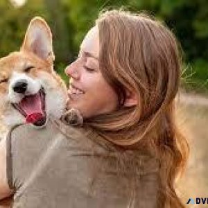 Trusted Pet Clinic in Sector 137 Noida  Vet Land Pet Clinic