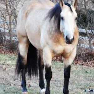 ShowTime Buckskin Gelding Kids Safe. ONCE IN A LIFETIME GELDING