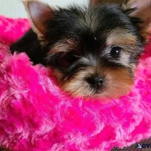ntjrrt Yorkshire terrier puppies