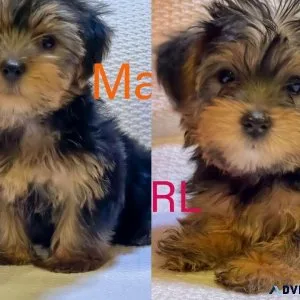 Toy AKC (Yorkie) Yorkshire Terrier Puppies READY