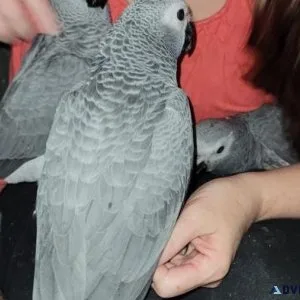 Super Friendly Hand fed African Grey Parrots for adoption.