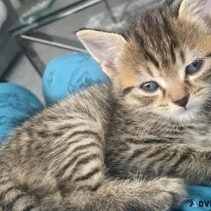 Kitten 8 weeks male