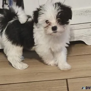 Female Morkie Puppies