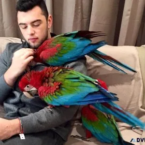 Amazing Green Wings Macaws for sale