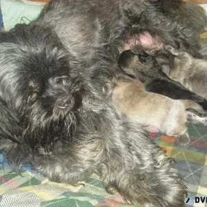 AKC Shih Tzu PUPS