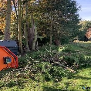 Tree Removal and Tree Cutting Services in Aberdeen