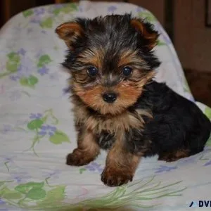hrejre Yorkshire Terrier Puppies