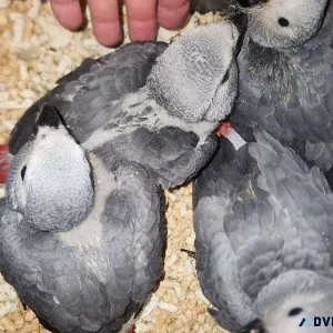 4 month old African Grey Congo Babies Available