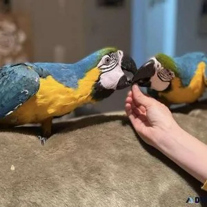 Blue and Gold Macaws for adoption.