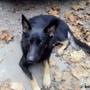 Male Lycan shepherd for stud service kanahawa county West Virgi