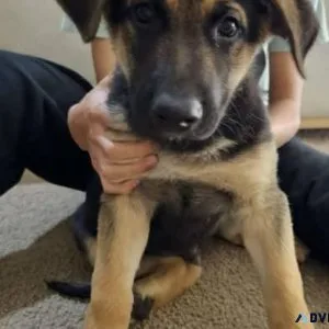 Purebred German Shepherd Puppies