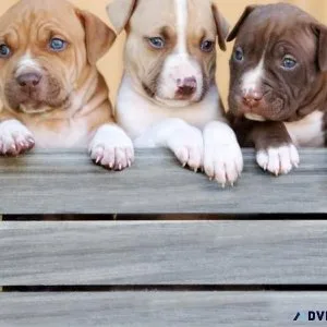 Tri American Bully Puppies