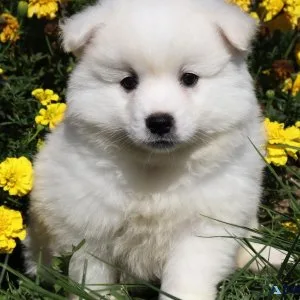 Amy Female American Eskimo