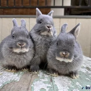 Netherland dwarf bunnies available for adoption