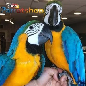 Lovely Blue and Gold Macaw Parrots