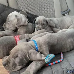 Blue Great dane puppies available now