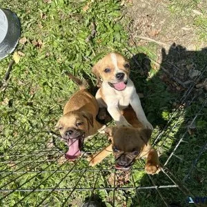 Puggle Puppies