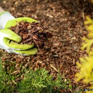 Things To Consider Before Doing a Tree Removal