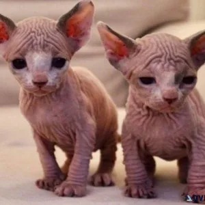 Two boys are ready for their new home