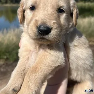 AKC golden retriever puppies