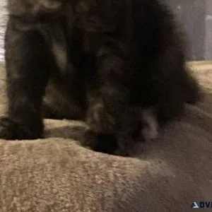 Kittens looking for a good home