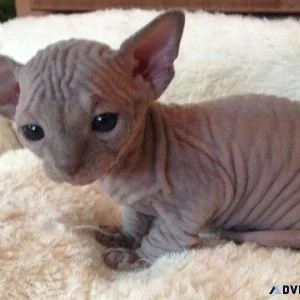 Magnificent cute Registered Sphynx Kitten available