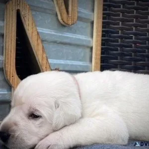 AKC Labrador Retriever