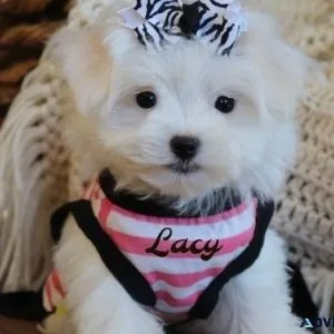 Lovely Male and Female Maltese Pups