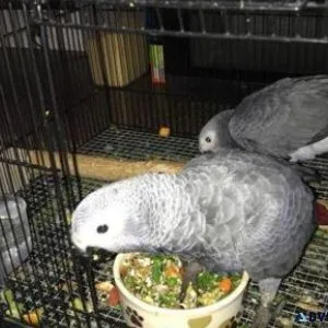 Fantastic African Grey parrots Hand-raised.