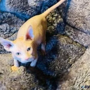 Sphynx kitten for rehoming