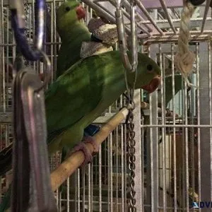 Bonded Pair Indian Ringneck for sale